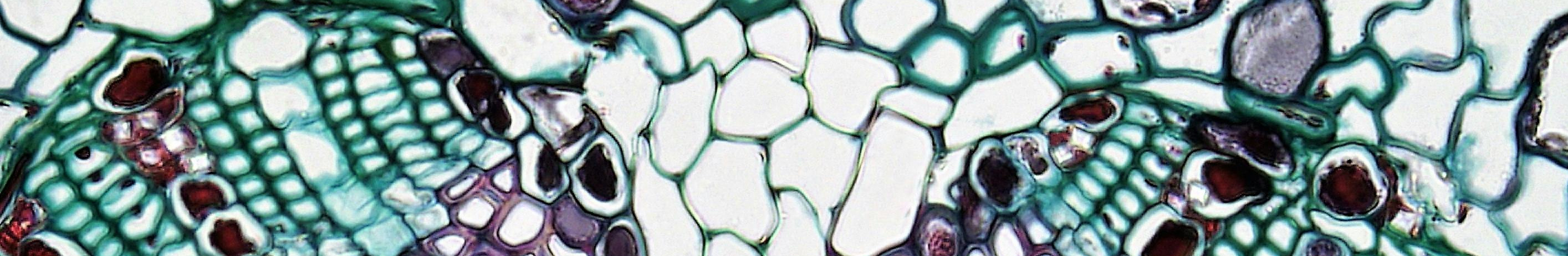 cell mitosis